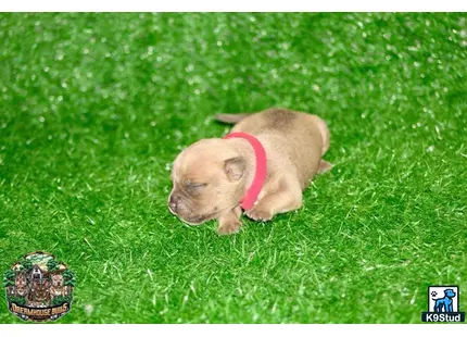 a pig lying in grass